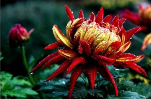 不是花中偏爱菊 此花开尽更无花的意思(花中偏爱菊此花开尽更无花的意思)插图12