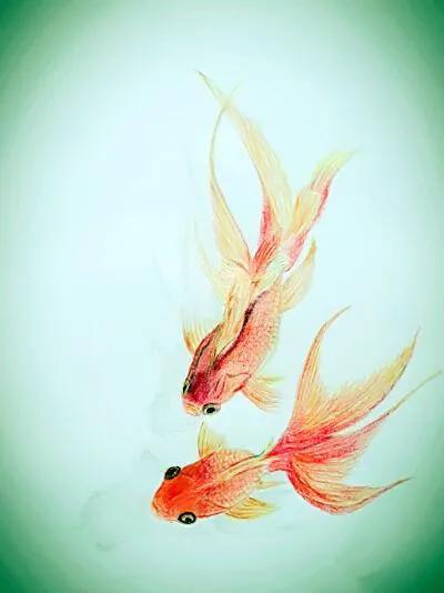 鱼鱼桌面秀(鱼鱼桌面秀侧边栏)插图51