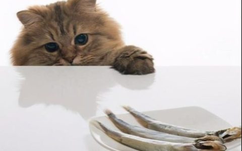 猫吃鱼会不会被鱼刺卡住(猫被鱼刺卡了会自愈吗)