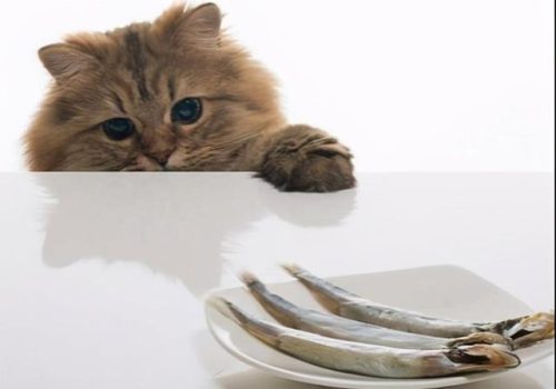 猫吃鱼会不会被鱼刺卡住(猫被鱼刺卡了会自愈吗)插图