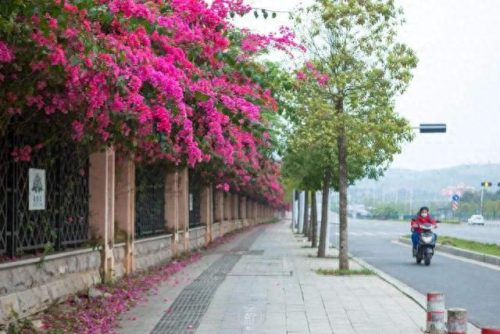 廊架排名前十(辽宁廊架哪家好)插图13