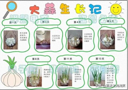 植物的手抄报怎么做(用植物做手抄报)插图8