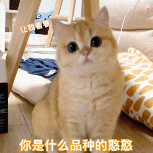布偶价钱排名前十(布偶记仇的十大征兆)插图
