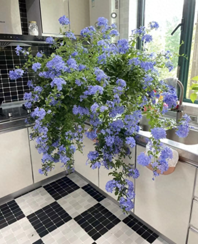 花卉价位排名前十(十大香水花卉排名)插图1