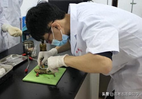 医科专业排名前十(医科大学文科专业)插图4