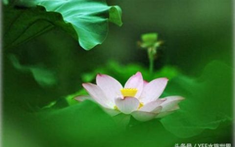 小鱼仔排名前十(小鱼仔哪里的最有名)