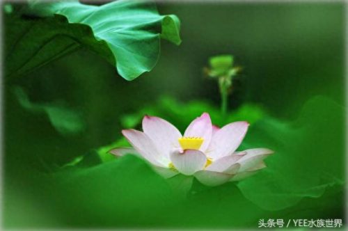 小鱼仔排名前十(小鱼仔哪里的最有名)插图