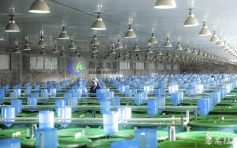 反刍饲料排名前十(中国十大反刍饲料)