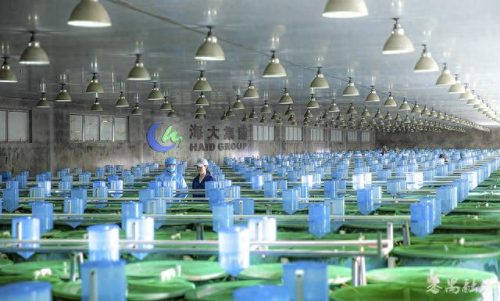 反刍饲料排名前十(中国十大反刍饲料)插图