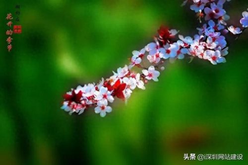 静听花开的声音(听花开的声音歌词)插图2