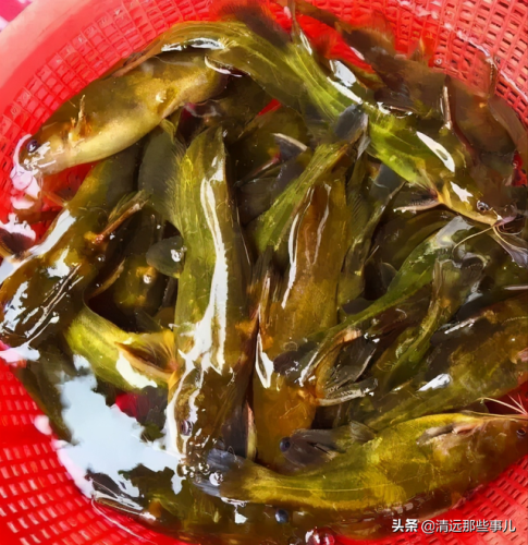 连州酒店美食排名前十(连州十大美食一条街)插图29