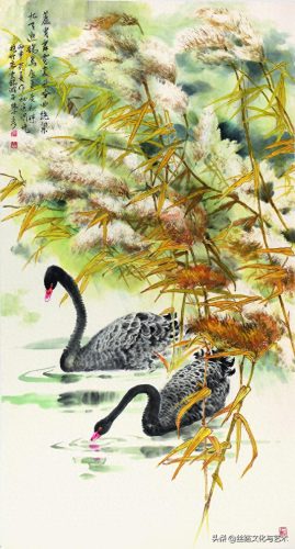 白腹凯克鹦鹉(凯克多少钱一只)插图6