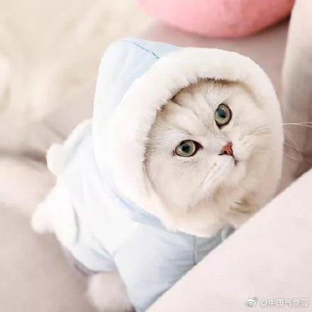东北人猫冬是什么意思(东北人猫冬)插图