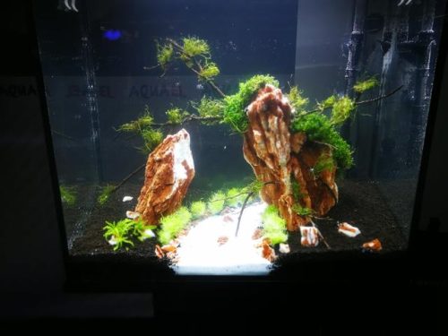 迷你鱼缸平价排名前十(迷你水族箱小鱼缸教程)插图16