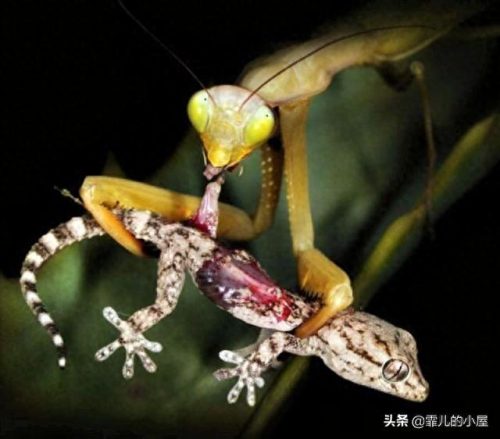 螳螂杀手排名前十(螳螂手杀手)插图1