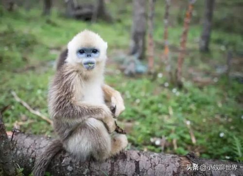 轩辕传奇北极熊(轩辕传奇9个职业选哪个)插图2