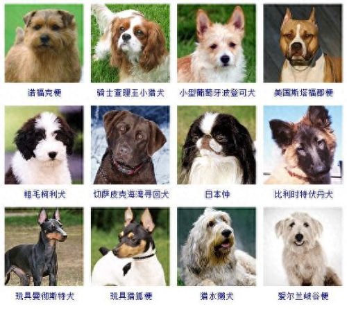 宠物的种类(宠物种类大全)插图11
