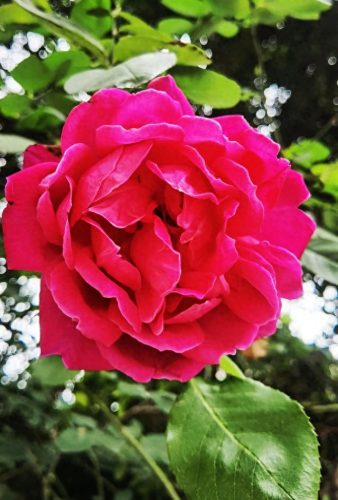 情人节彩信(手机短信情人节送祝福)插图