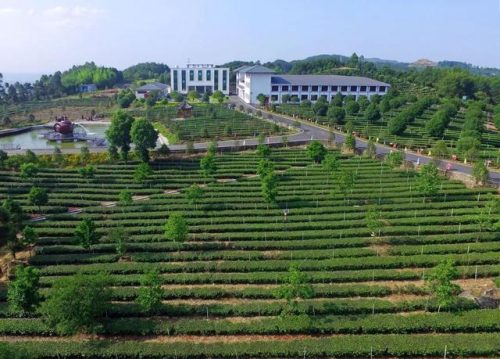 宜宾家庭农场排名前十(宜宾波波农场)插图6