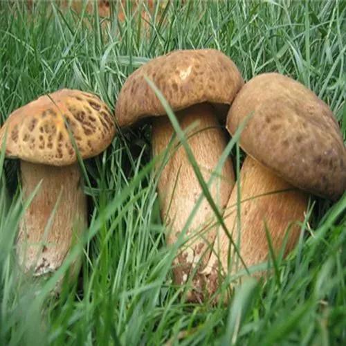 世界名贵蘑菇排名前十(东北十大名贵蘑菇)插图9