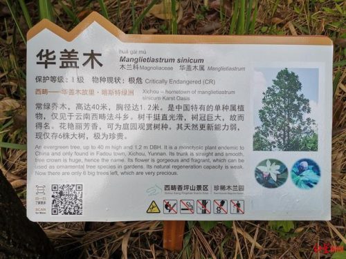 哪一种树被称为活化石(山竹树)插图6