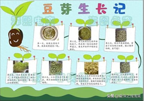植物的手抄报怎么做(用植物做手抄报)插图7