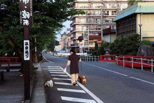 昆明市流浪狗排名前十(昆明狗三爷)插图4