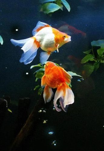 鱼鱼桌面秀(鱼鱼桌面秀侧边栏)插图57