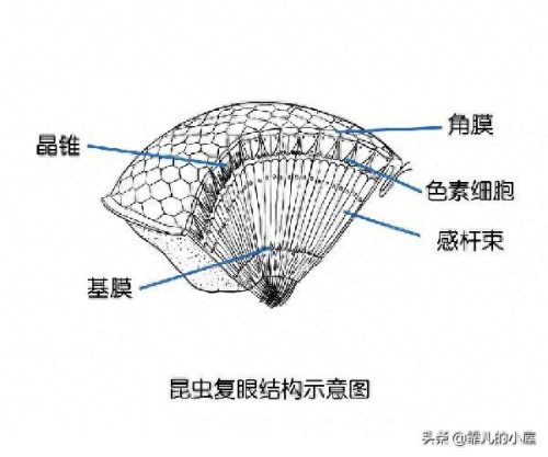 螳螂杀手排名前十(螳螂手杀手)插图5