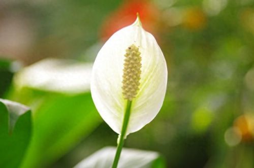 一帆风顺花图片(全屏漂亮吉祥花图片)插图1