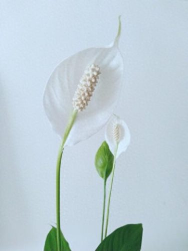 一帆风顺花图片(全屏漂亮吉祥花图片)插图3