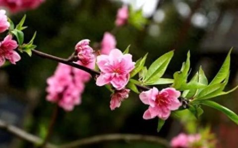 为谁疯狂电视剧(疯狂电视剧全36集)