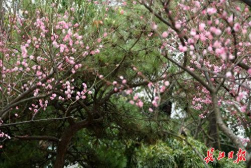 梅林景区排名前十(新建县梅林景点排行榜)插图4