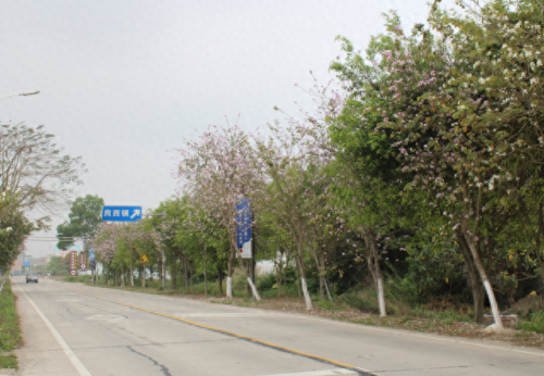 市区最美公路排名前十(金华最美自驾公路排名)插图5