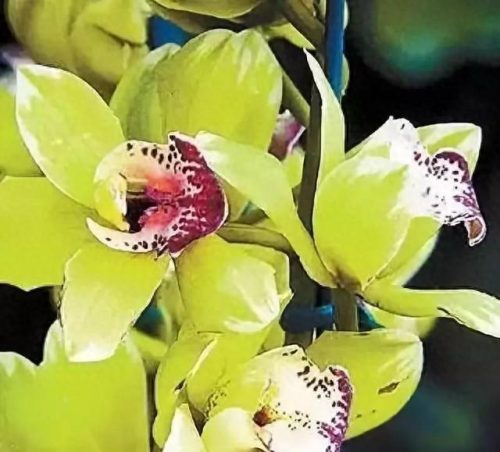 花卉价格排名前十(名贵花卉排名价格)插图2