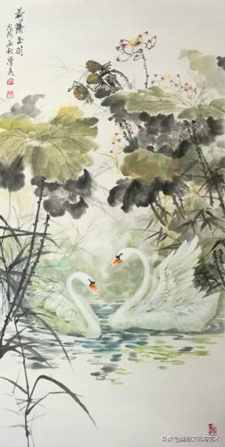 白腹凯克鹦鹉(凯克多少钱一只)插图1