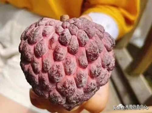 释迦果排名前十(释迦果什么口感最好)插图13