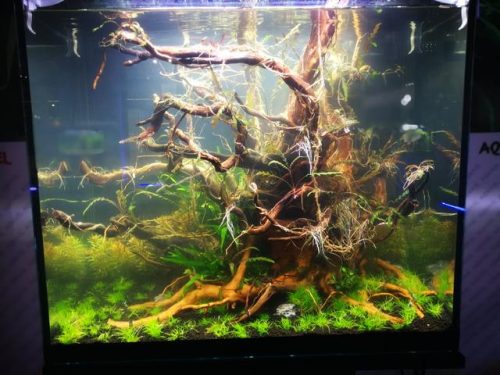 迷你鱼缸平价排名前十(迷你水族箱小鱼缸教程)插图3