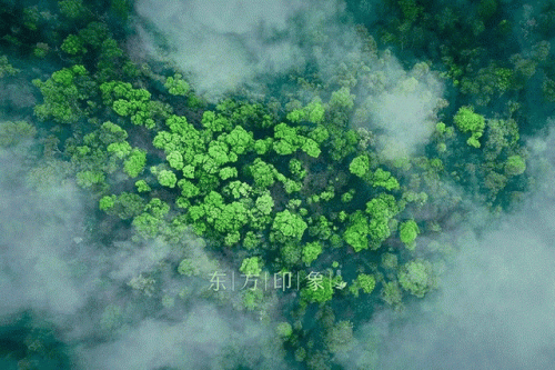 卖茶团队排名前十(刘暖曦在哪个平台卖茶)插图