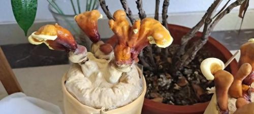 灵芝年份越久越好么(灵芝越久的越好吗)插图4