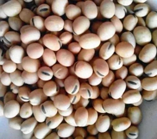 缅甸豆类产量排名前十(缅甸十大蔬菜价格)插图6