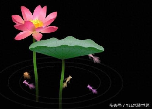 小鱼仔排名前十(小鱼仔哪里的最有名)插图4