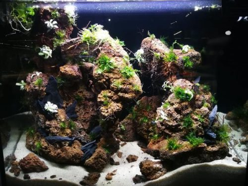 迷你鱼缸平价排名前十(迷你水族箱小鱼缸教程)插图1
