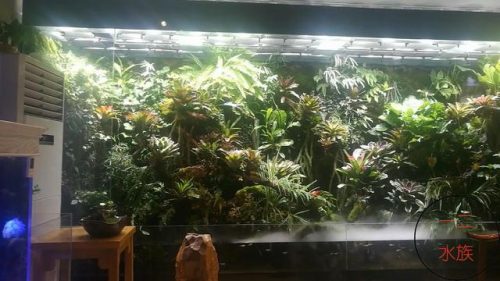 北京水族市场排名前十(大连水族市场排名)插图3
