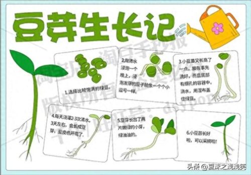 植物的手抄报怎么做(用植物做手抄报)插图13