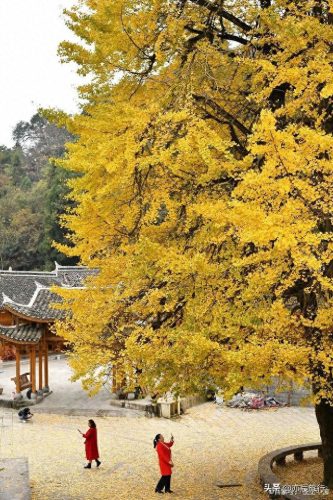 银杏景点排名前十(中国十大银杏景区)插图22