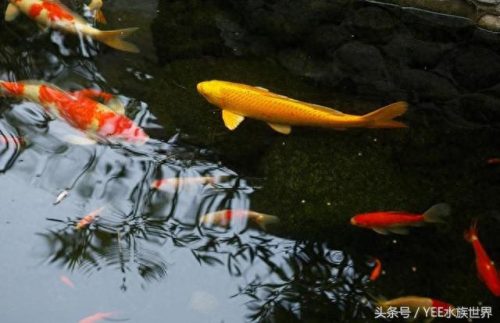 小鱼仔排名前十(小鱼仔哪里的最有名)插图6