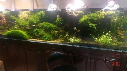 北京水族市场排名前十(大连水族市场排名)插图4