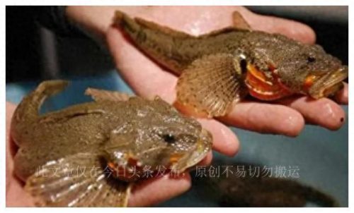 世界顶级美食排名前十(世界十大美食排行榜)插图3