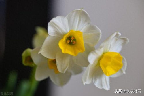 郁闷水仙花(经典爱情悲剧水仙花)插图5